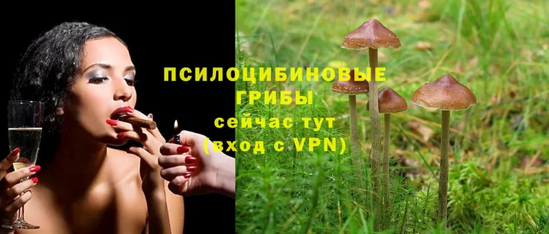 Псилоцибиновые грибы Psilocybe  сколько стоит  Клинцы 