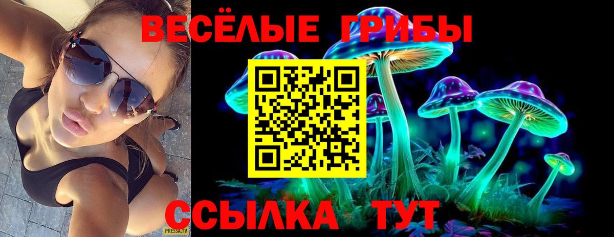 Псилоцибиновые грибы Psilocybine cubensis  Клинцы 